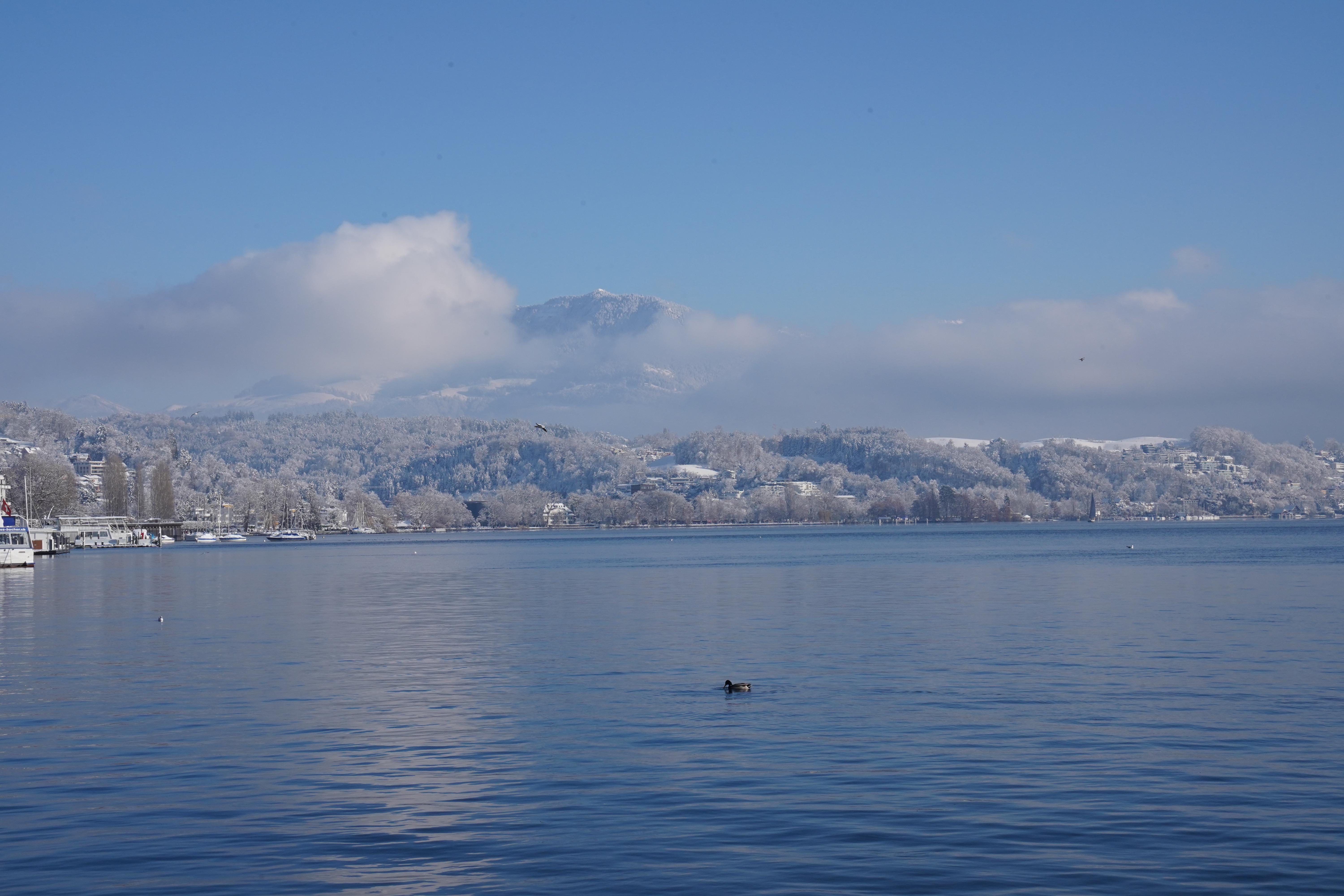 Lake Lucerne in winter, duck swimming, snowy hills and Pilatus behind clouds