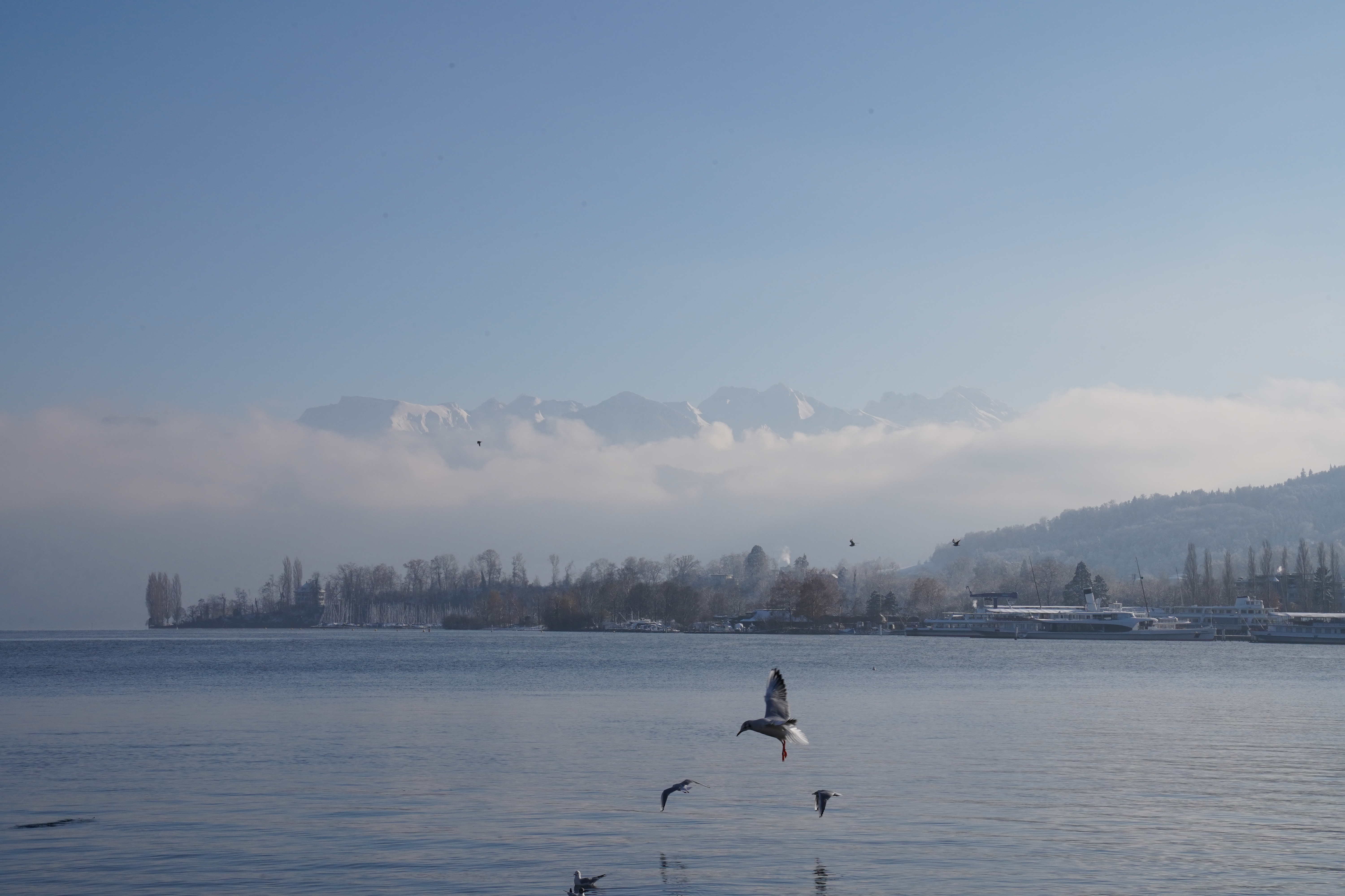 Seagulls in flight over Lake Lucerne, snow-dusted Alps emerging from winter mist