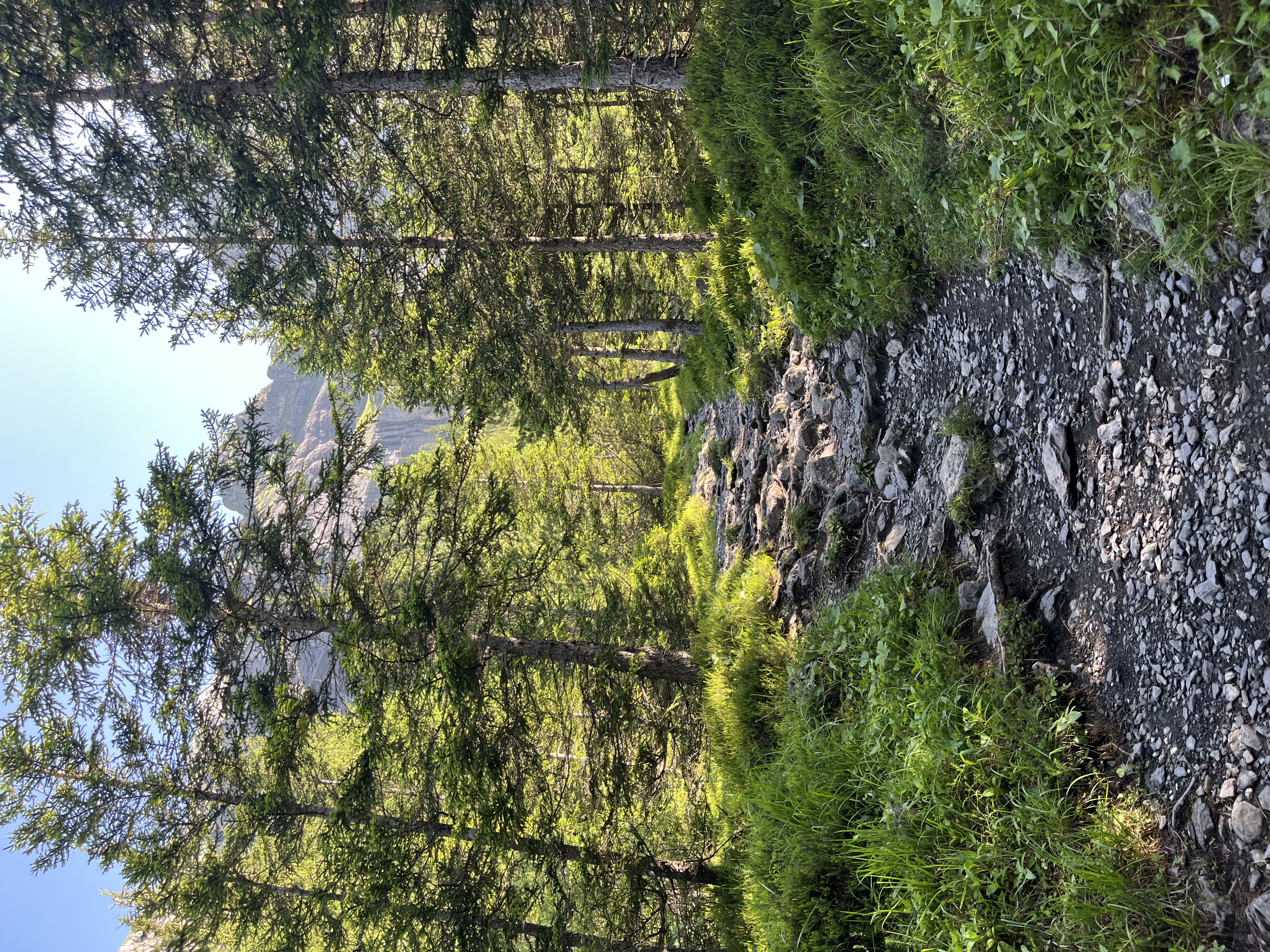 Forest trail with rock face, Panorama Trail approach