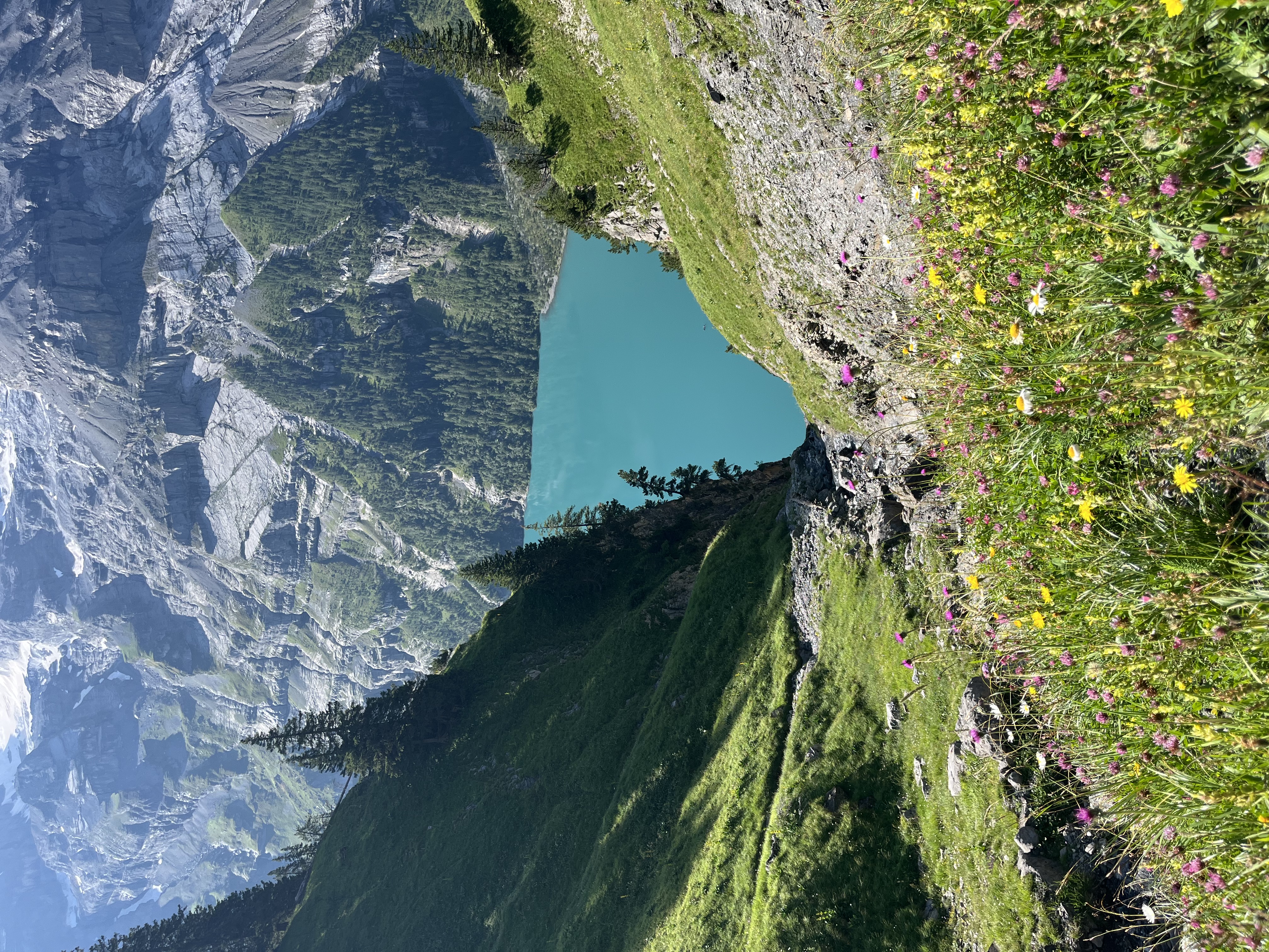 Yellow gentian flowers and Blüemlisalp above the lake