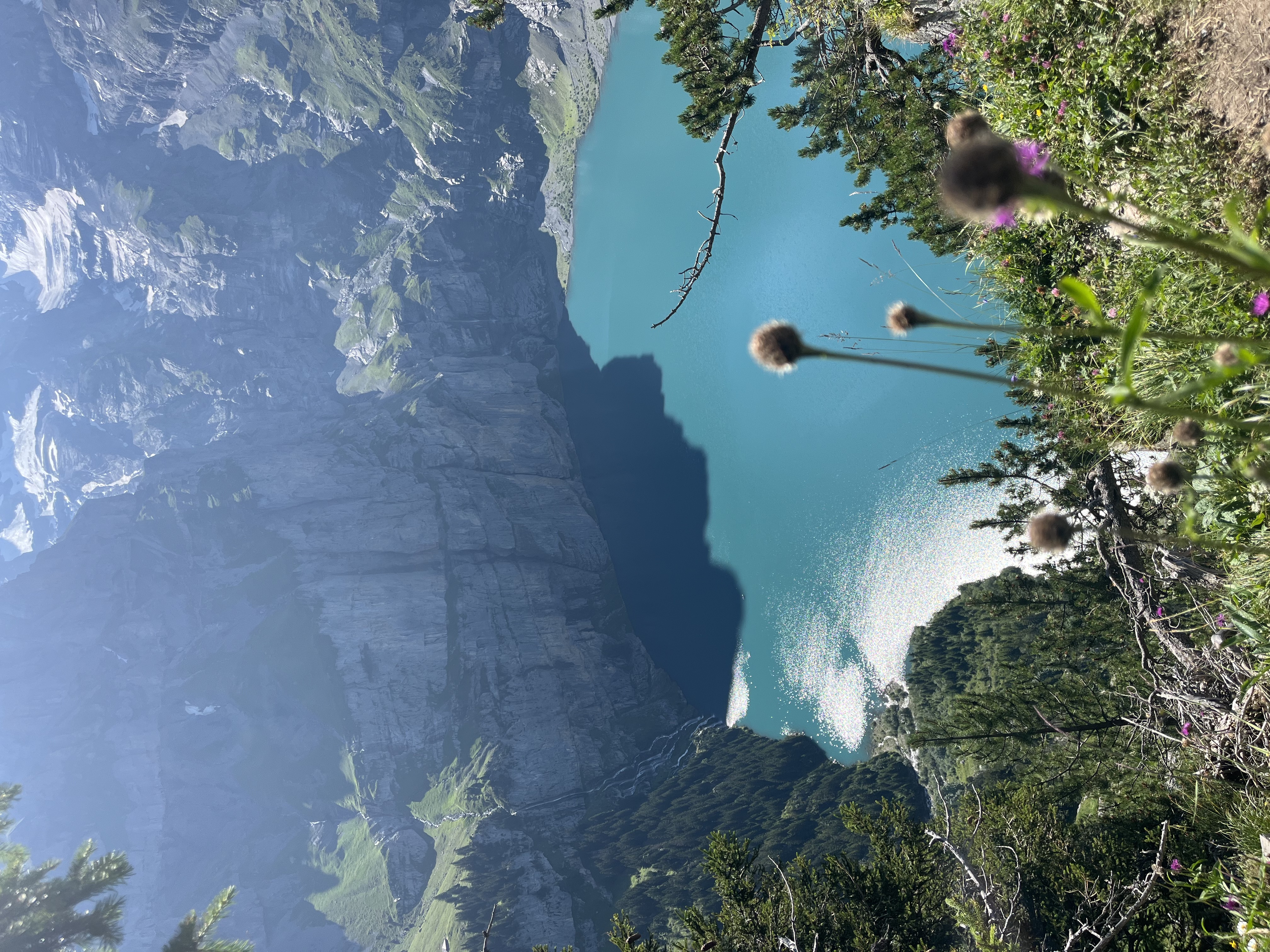 Turquoise Oeschinensee framed through pine branches
