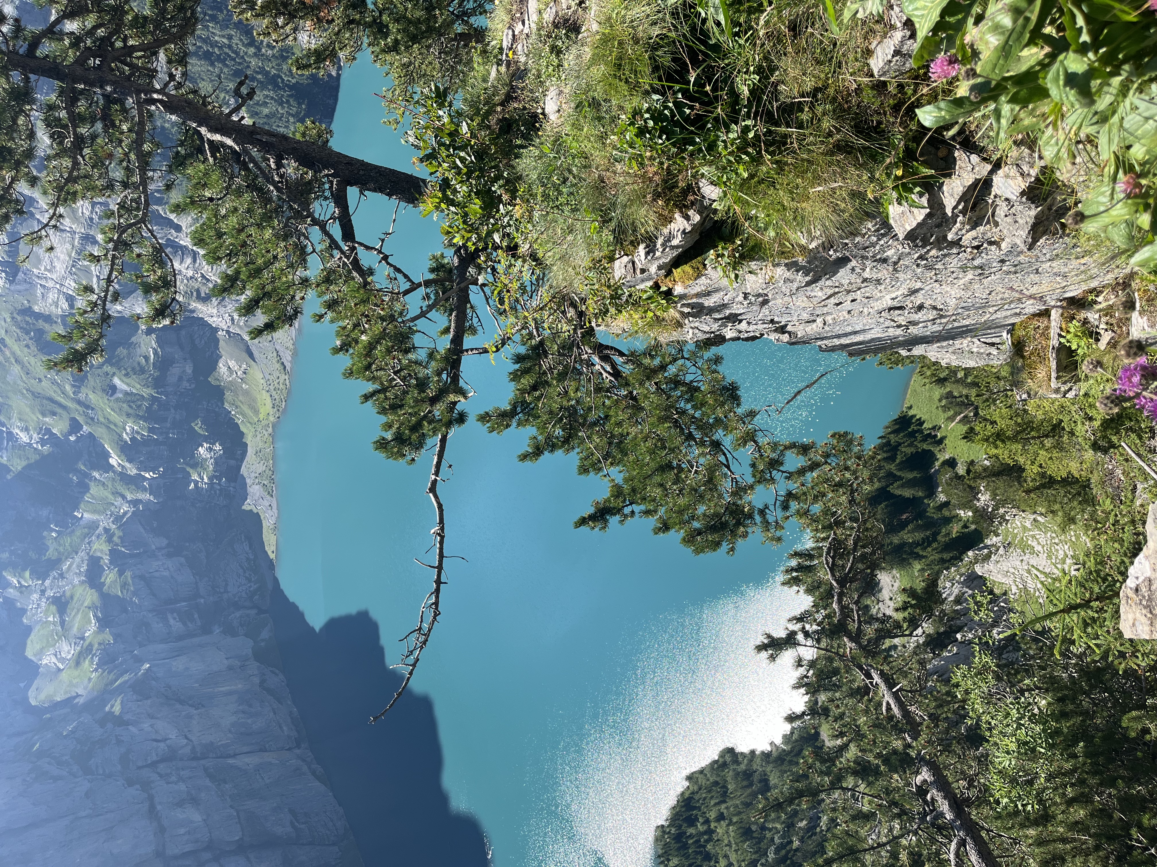 White alpine daisies above Oeschinensee